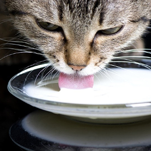 Kittea Cup cat treat